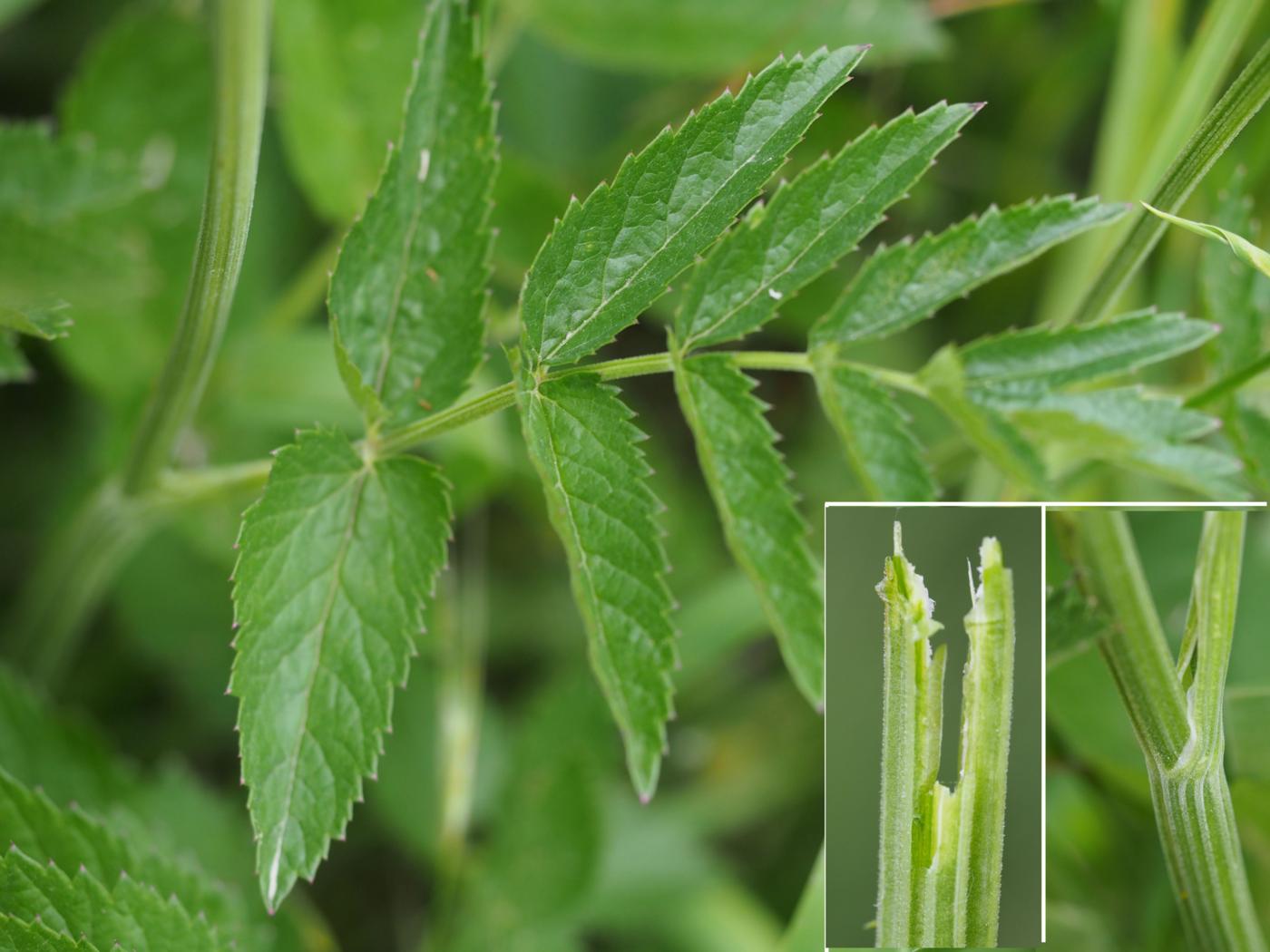 Burnet Saxifrage, Greater leaf